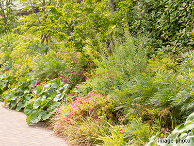植栽イメージ｜ザ・パークハウス赤坂レジデンス
