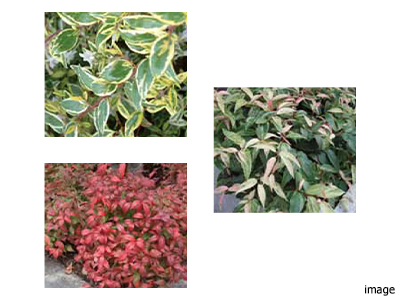 カラーリーフ｜ザ・パークハウス赤坂レジデンス