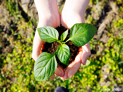 植栽イメージ｜ザ・パークハウス赤坂レジデンス