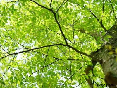 大木イメージ｜ザ・パークハウス赤坂レジデンス